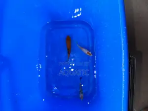 Koi Fishes
