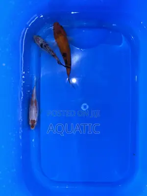Koi Fishes