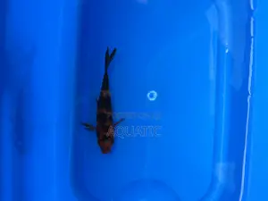 Koi Fish 15cm
