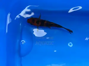 Koi Fish 15cm