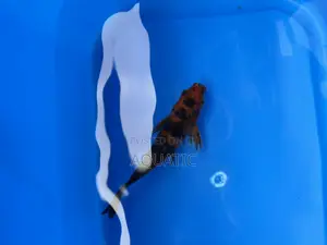 Koi Fish 15cm