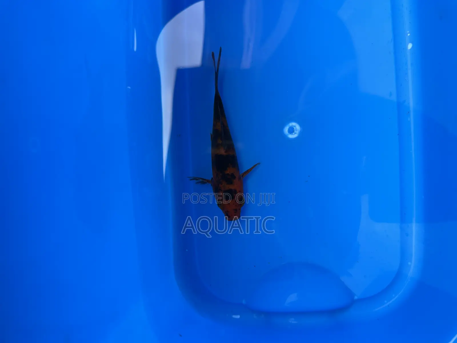 Koi Fish 15cm