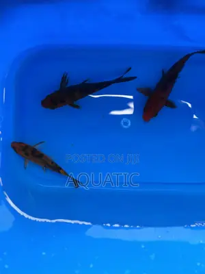 Koi Fishes 20cm