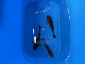 Koi Fishes 20cm