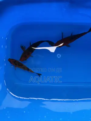 Koi Fishes 20cm