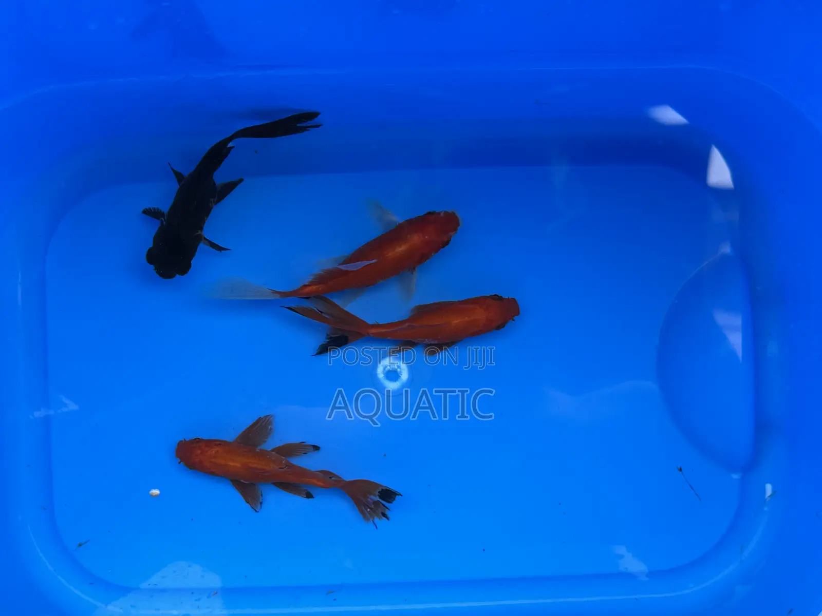 Gold Fishes
