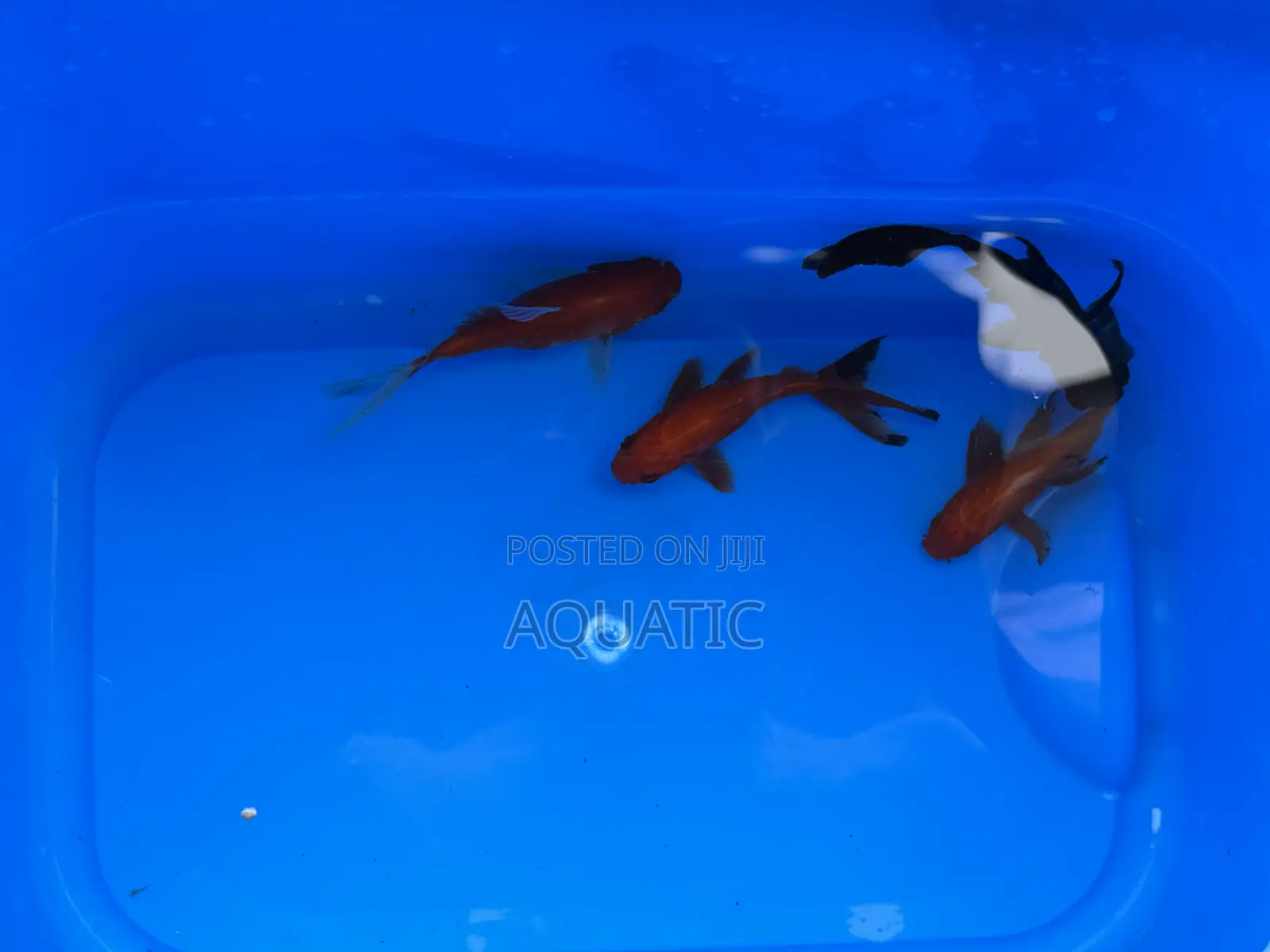 Gold Fishes