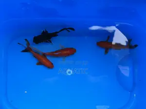 Gold Fishes