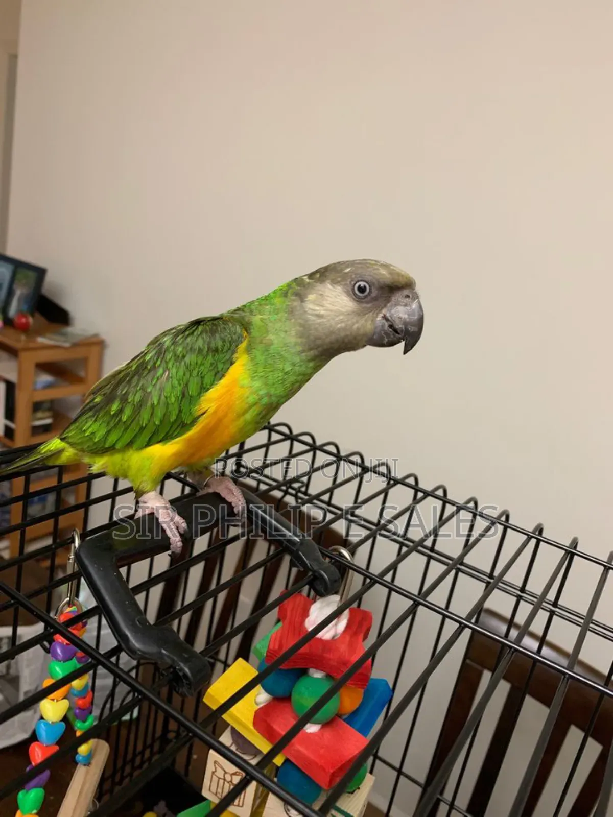 Senegal Lee Bird (Senegalus)