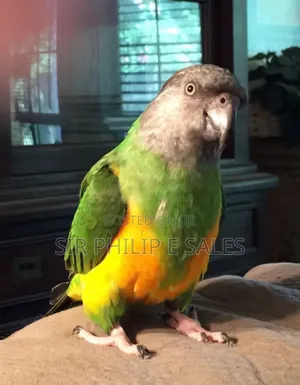Senegal Lee Bird (Senegalus)