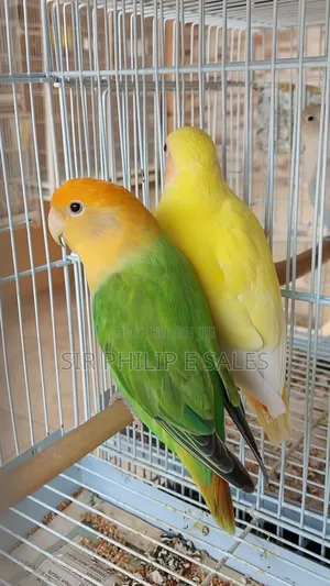 Cute Lovebirds