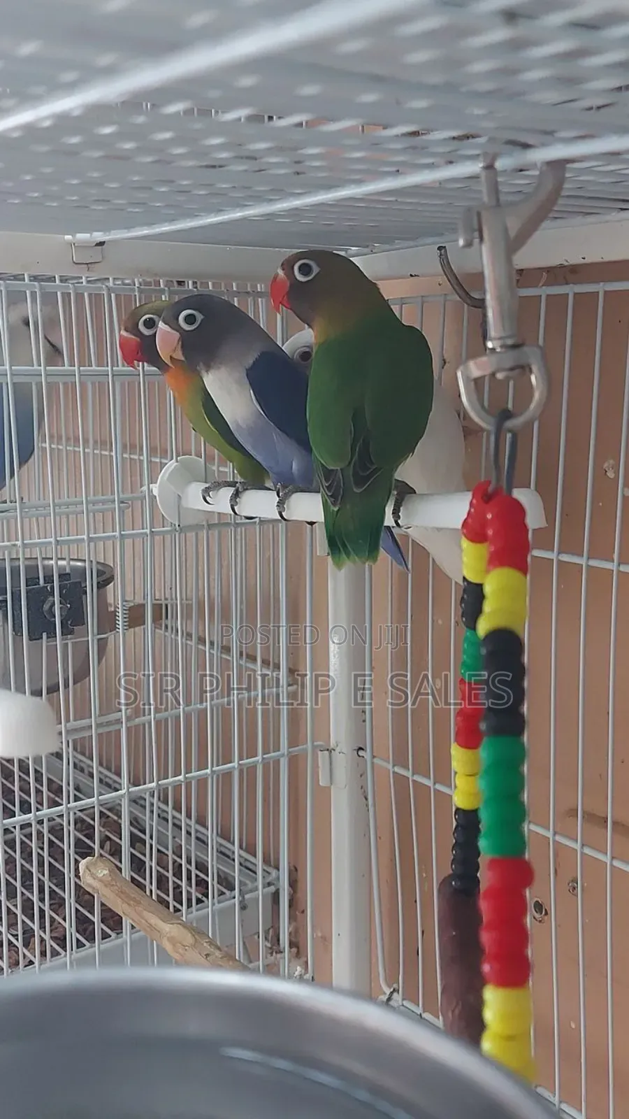 Cute Lovebirds