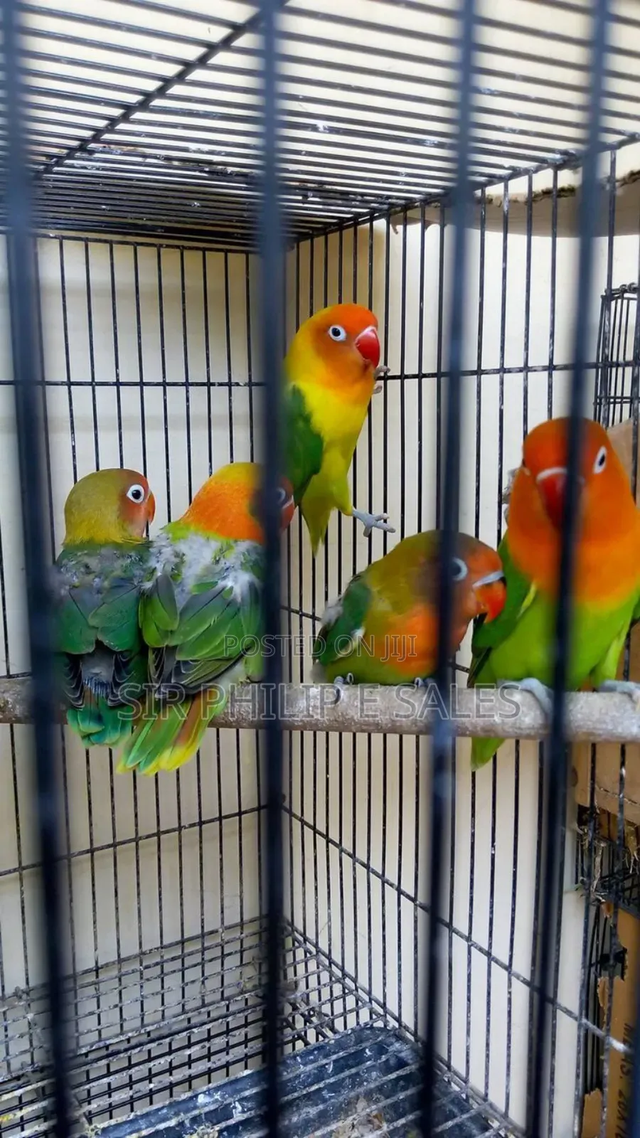 Cute Lovebirds