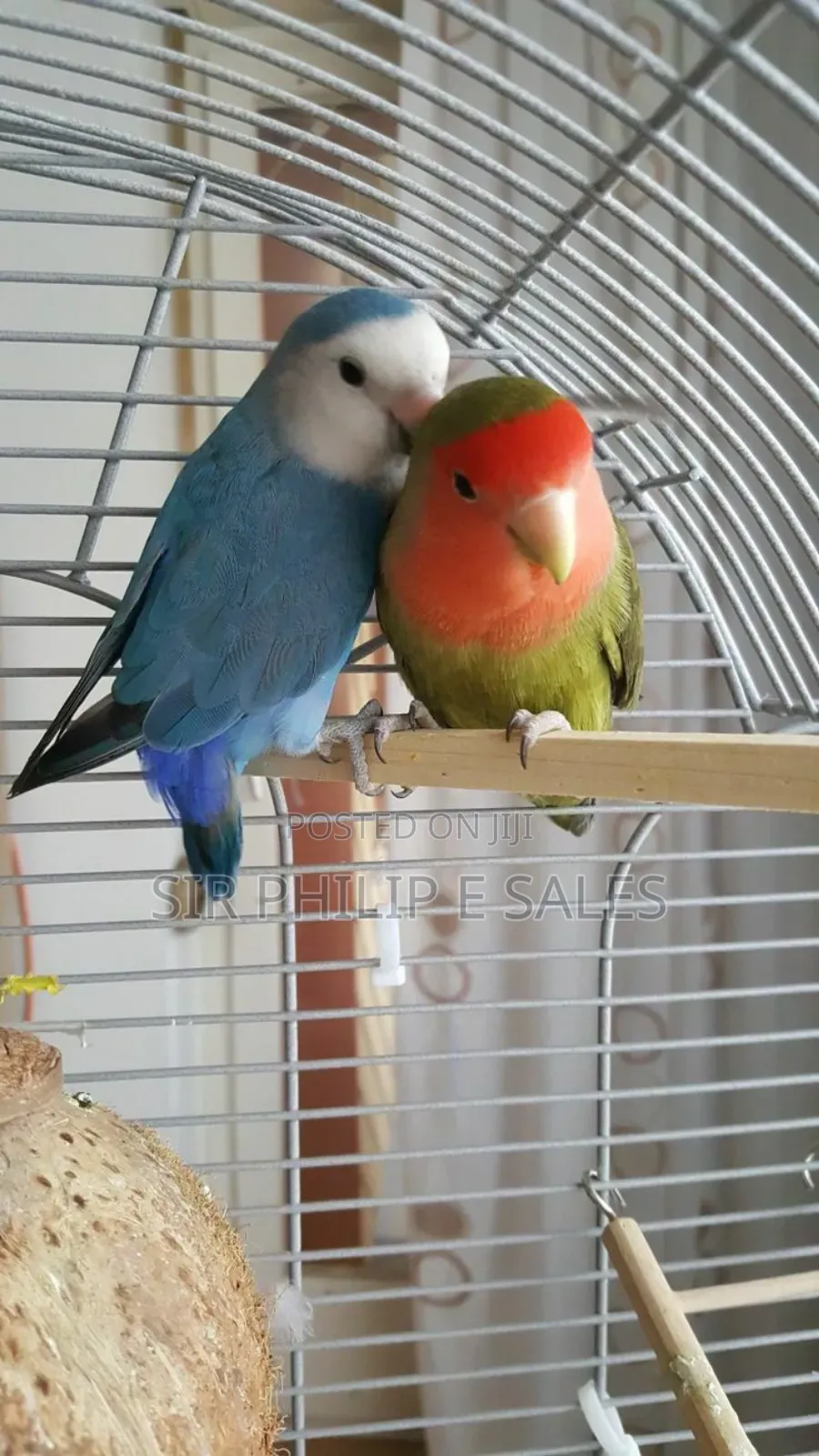 Cute Lovebirds