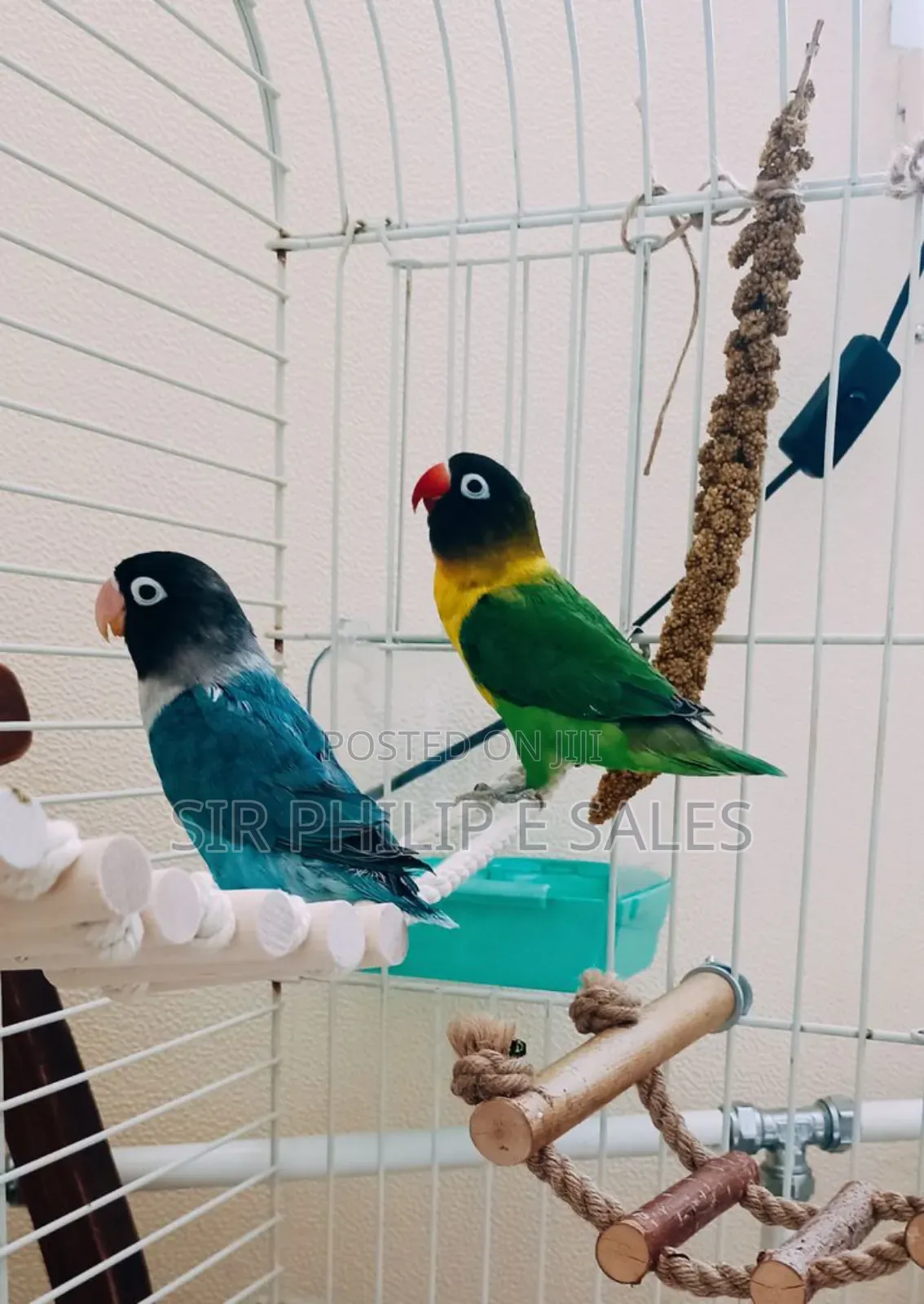 Cute Lovebirds