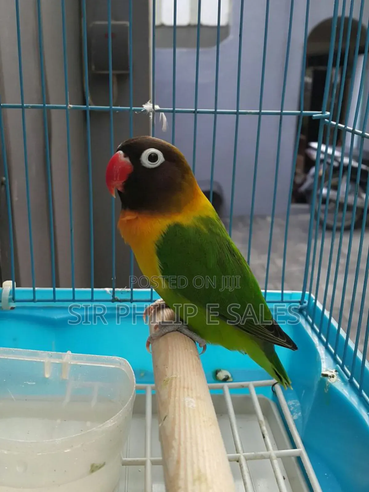 Cute Lovebirds