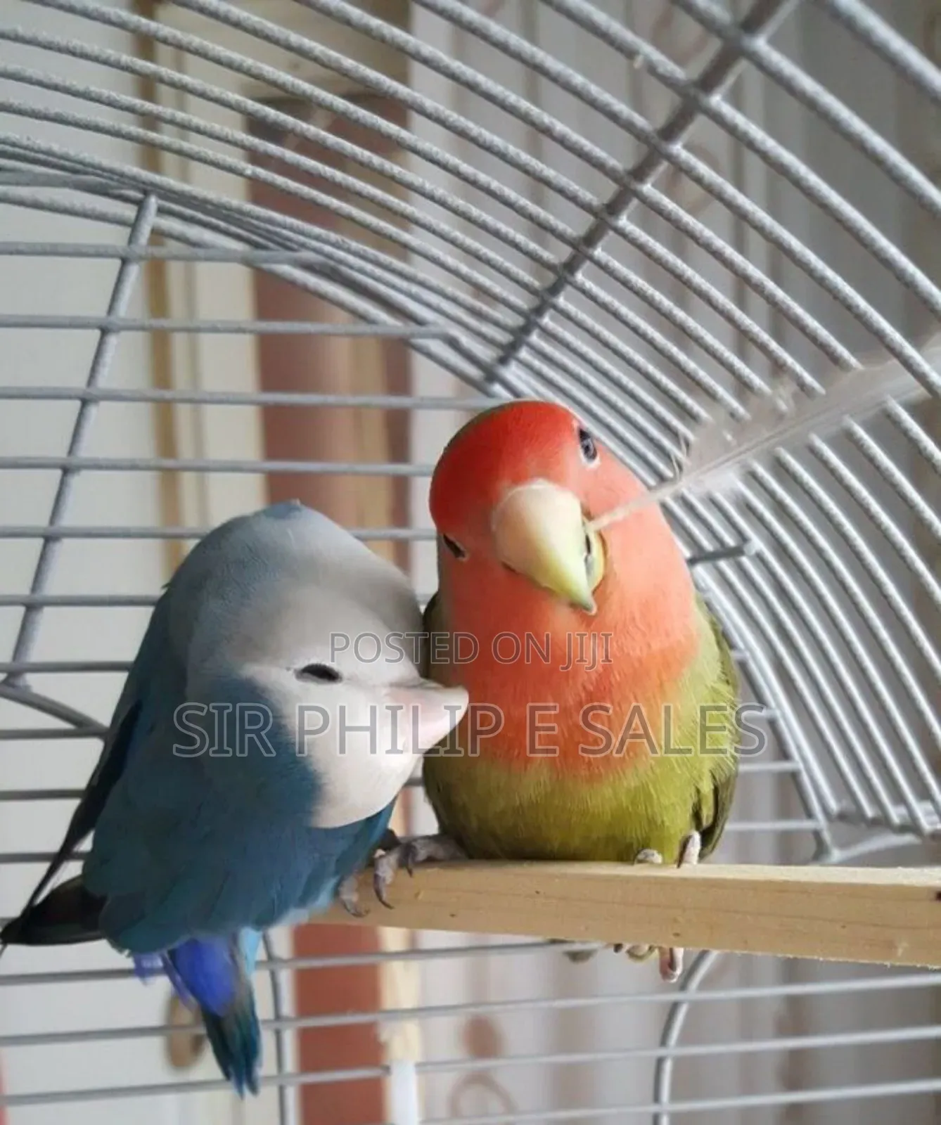 Cute Lovebirds