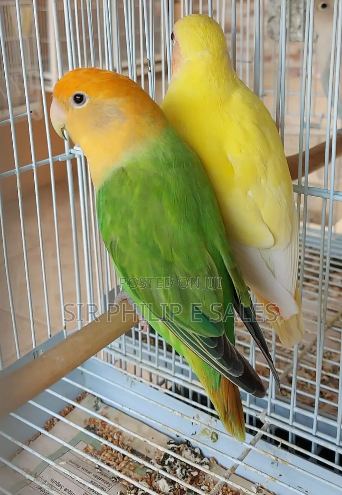 Cute Lovebirds