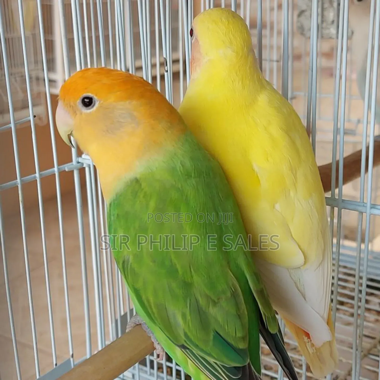 Cute Lovebirds