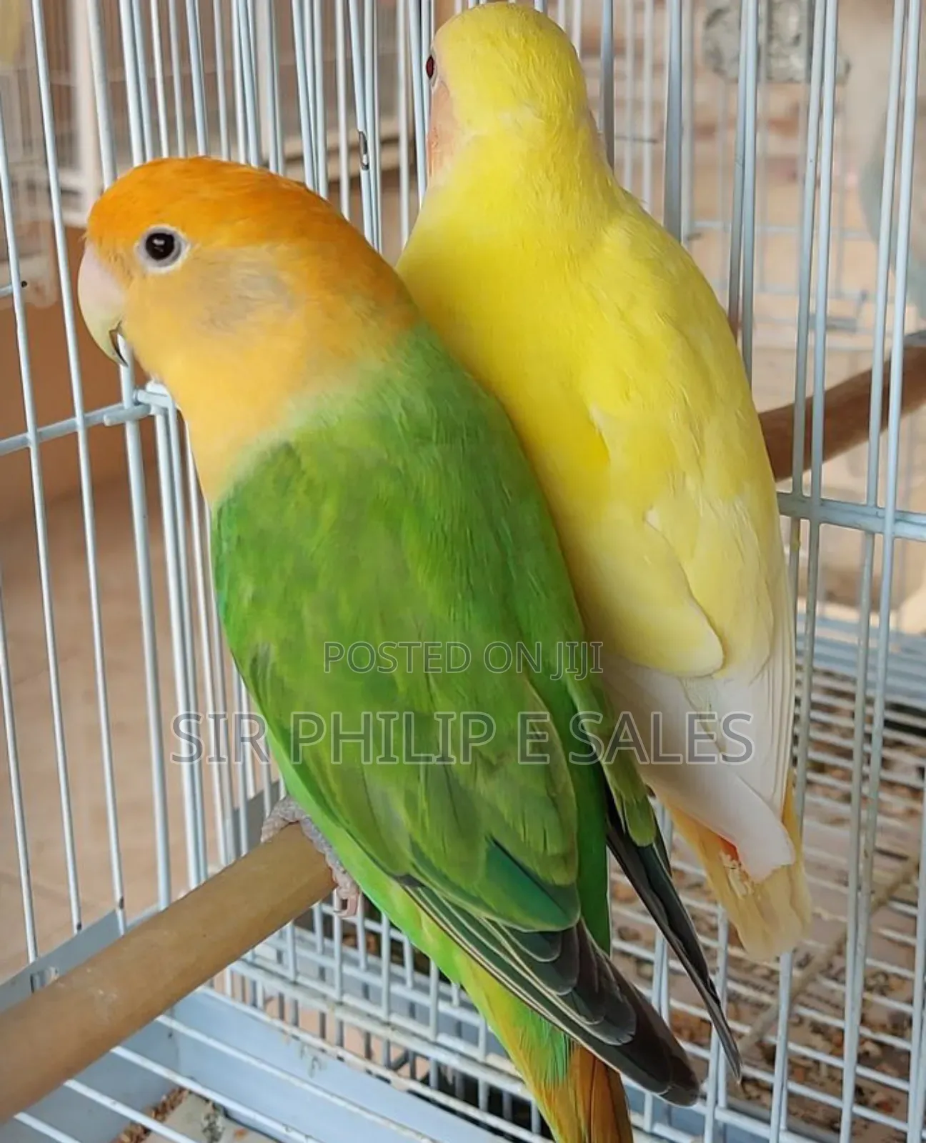 Cute Lovebirds