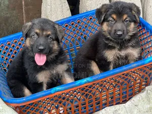 1-3 months Female Purebred German Shepherd
