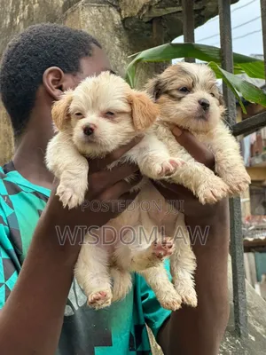 1-3 months Female Purebred Lhasa Apso
