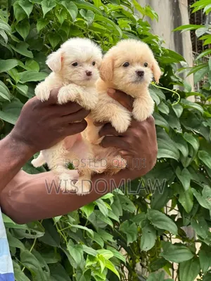 1-3 months Male Purebred Lhasa Apso