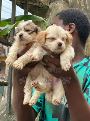 1-3 months Female Purebred Lhasa Apso