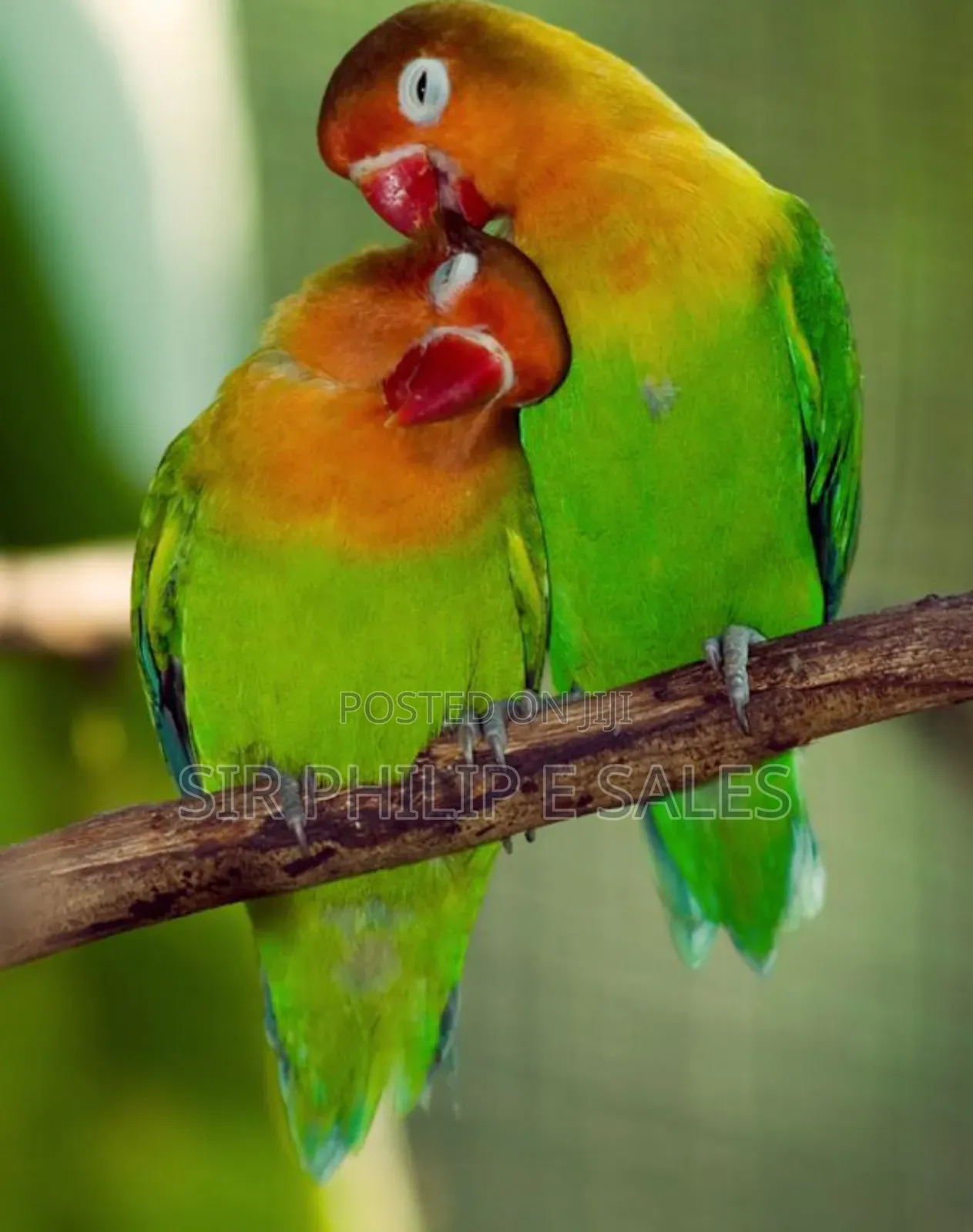 Cute Lovebirds,