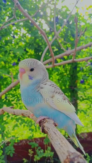 Budgies Bird