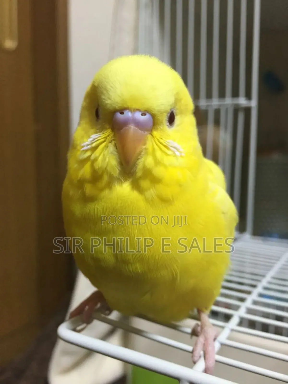Budgies Bird