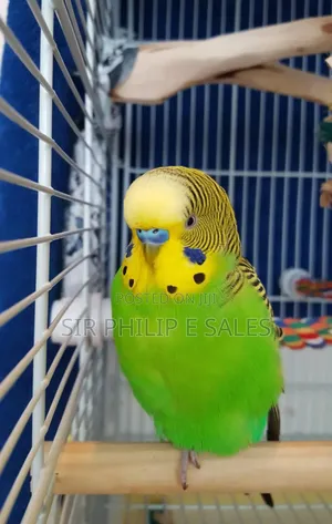Budgies Bird