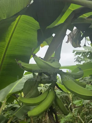 Matured Plantain