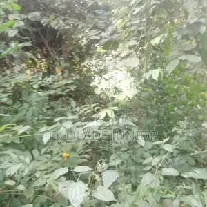Half Plot of Land
