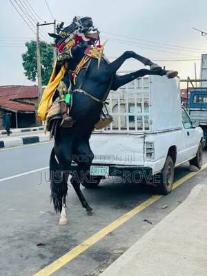 Horse for Rent