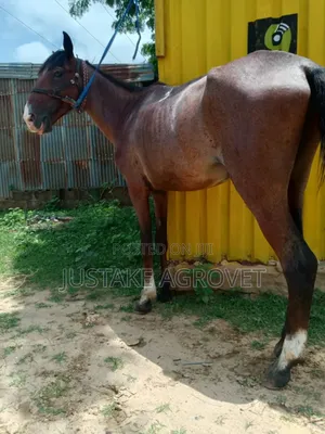 Horse for Rent