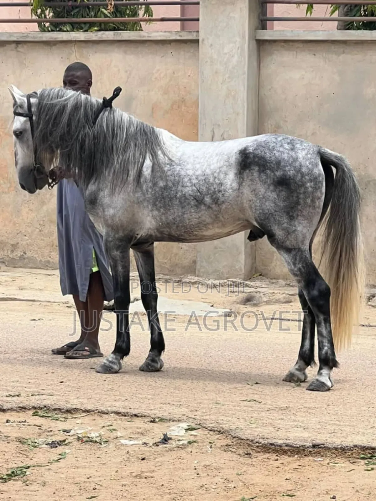 Horse for Rent