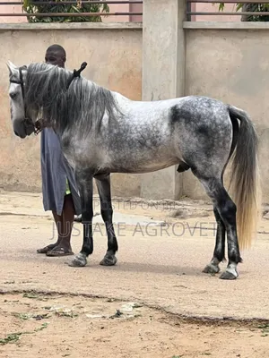 Horse for Rent
