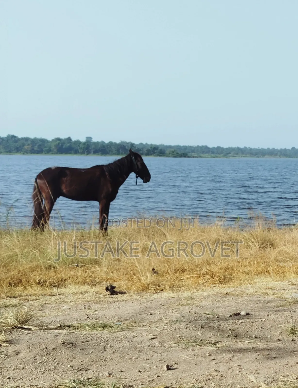 Horse for Rent
