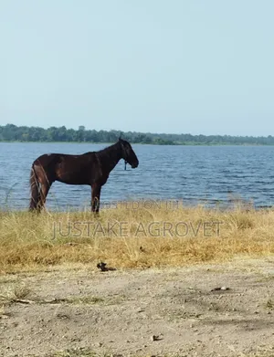 Horse for Rent