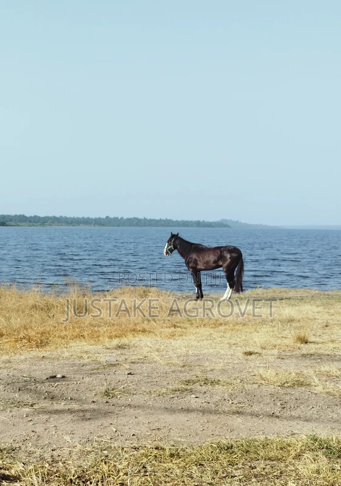 Horse for Rent
