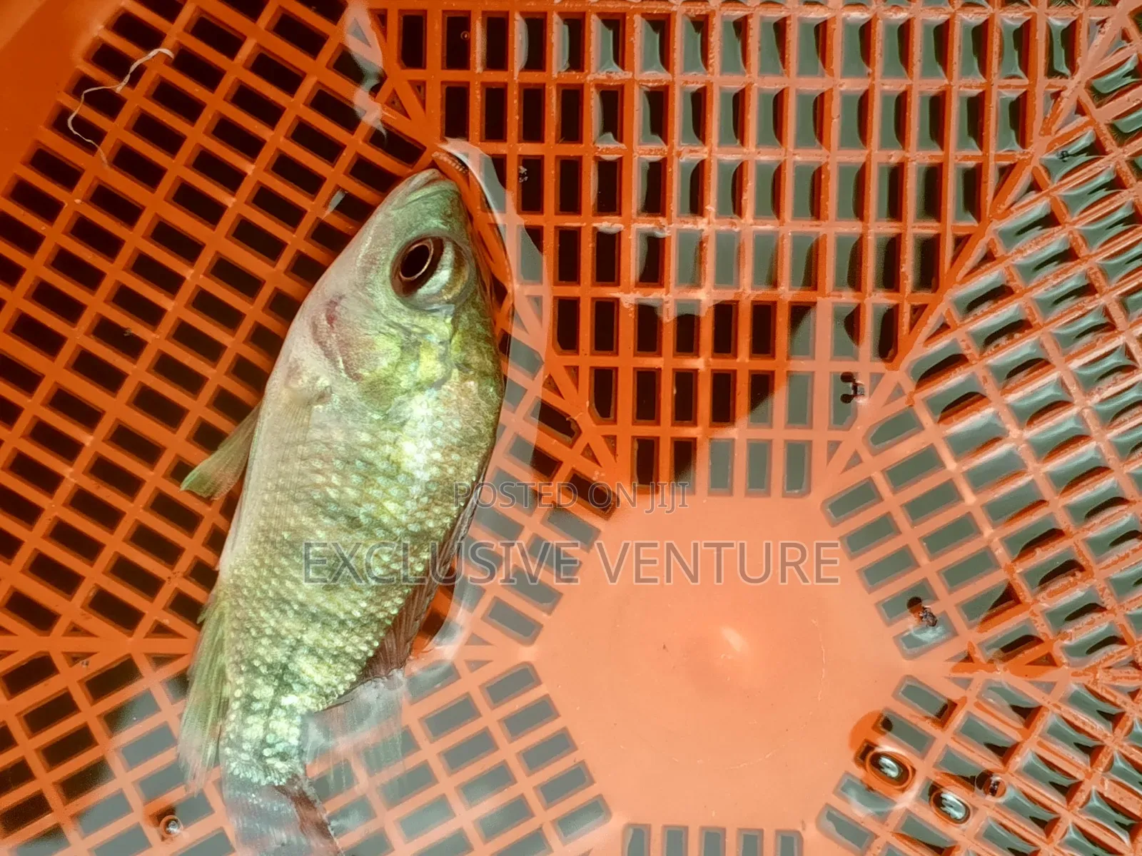 Tilapia Red And Black Breed