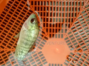 Tilapia Red And Black Breed