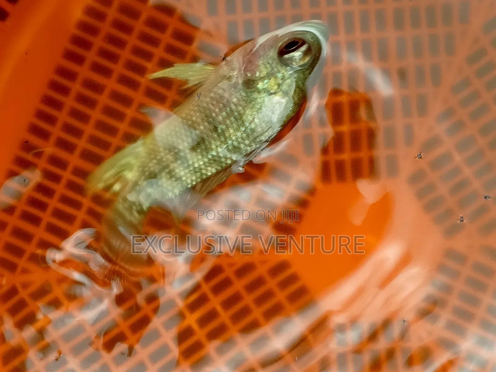 Tilapia Red And Black Breed