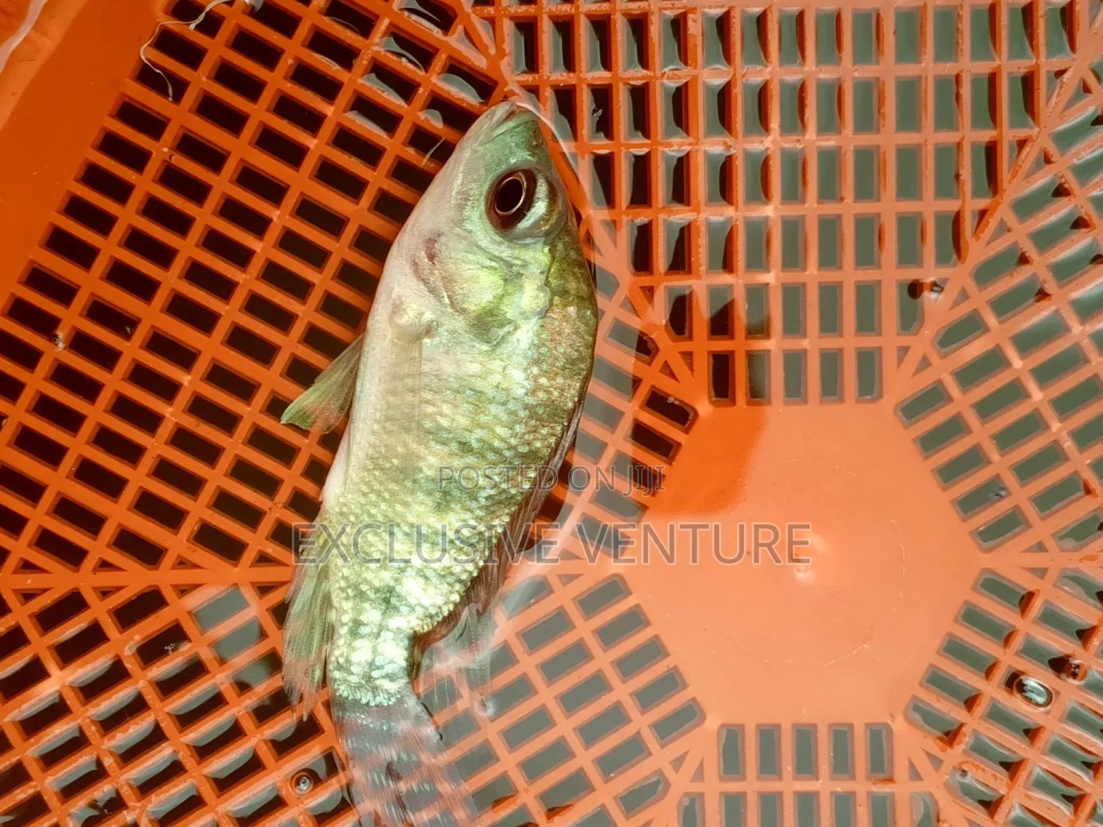 Tilapia Red And Black Breed