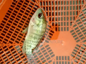 Tilapia Red And Black Breed