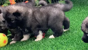 1-3 months Female Purebred Caucasian Shepherd
