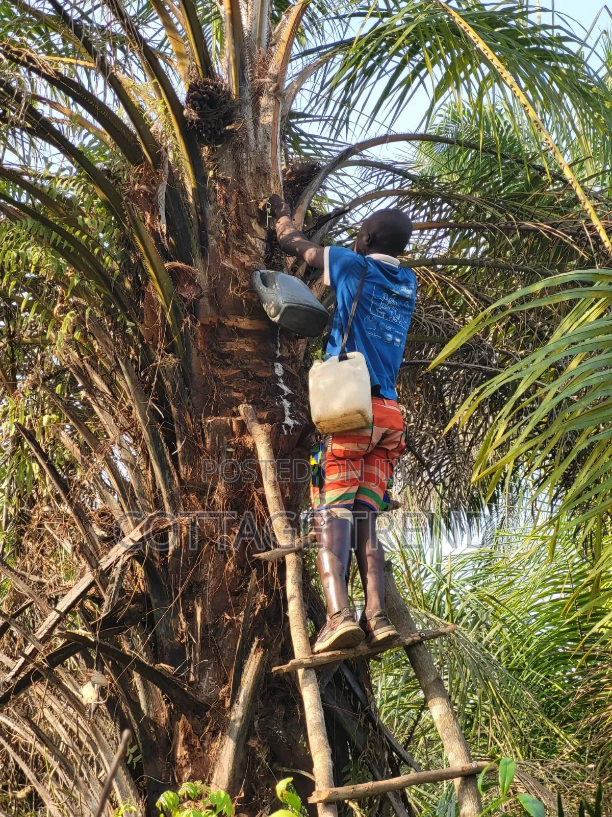 Fresh Undiluted Palm Wine Supply