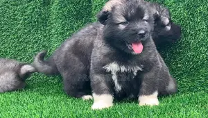 1-3 months Male Purebred Caucasian Shepherd