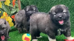 1-3 months Male Purebred Caucasian Shepherd